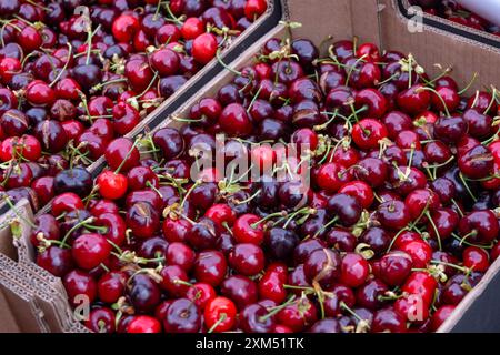 Neue Saison mit Reifen roten süßen Kirschen Sommerfrüchten, Kirsche zum Verkauf auf dem Bauernmarkt in Dordogne, Frankreich Stockfoto