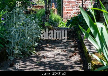 Frühling farbenfroher floraler Hintergrund, blühende wilde Blumen auf alten Steinen der Burgmauer, Felsenpflanzen Stockfoto