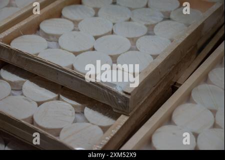 Rocamadour oder zarte Weichziege AOC-Käse mit weicher Rinde, hergestellt auf dem Bauernhof in Perigord und Quercy auf dem Bauernmarkt, Departement Partie in Frankreich Stockfoto