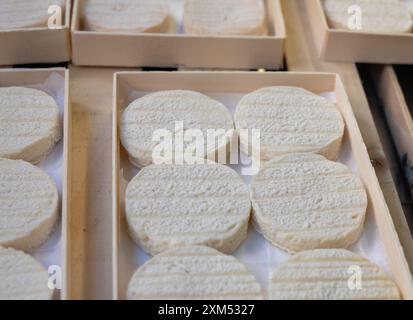 Rocamadour oder zarte Weichziege AOC-Käse mit weicher Rinde, hergestellt auf dem Bauernhof in Perigord und Quercy auf dem Bauernmarkt, Departement Partie in Frankreich Stockfoto