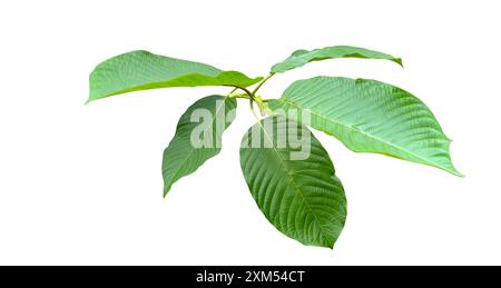 Ausgeschnittenes Bild von Kratom- oder Mitragyna speciosa Korth-Blättern mit Beschneidungspfaden auf weißem Hintergrund. Ideal für verschiedene Design- und Bildungsanwendungen. Stockfoto