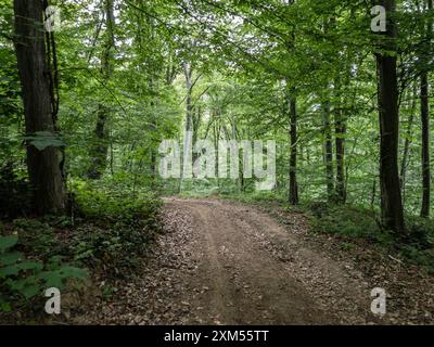Dieses Bild zeigt einen ruhigen Pfad, der sich durch einen üppigen europäischen Wald schlängelt und ideal für Wanderungen und Naturforschungen ist. Der Weg, umgeben von dichtem Grinsen Stockfoto