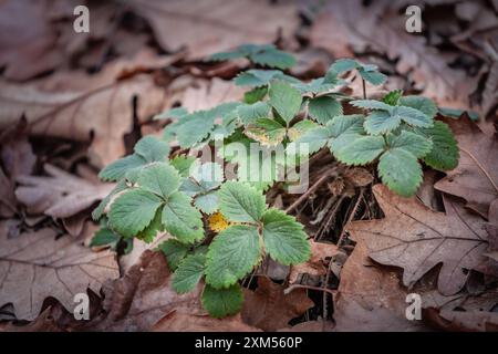 Nahaufnahme der Fragaria Vesca in einem europäischen Wald im Frühjahr. Fragaria vesca, allgemein bekannt als die wilde Erdbeere, Walderdbeere, Alpenstra Stockfoto