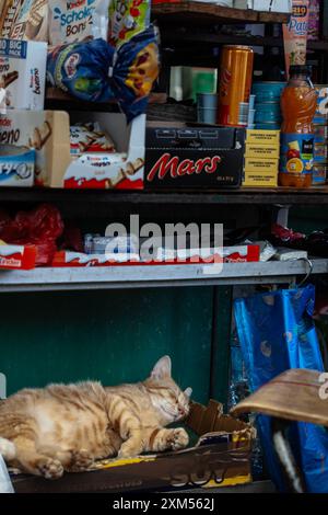 Ein bezauberndes Foto einer Katze, die unter einem Stand auf dem Zeleni Venac Green Market in Belgrad, Serbien, schläft. Die Katze ist zwischen verschiedenen Gütern eingebettet, cre Stockfoto