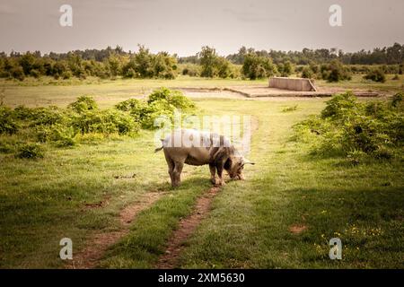 Dieses Foto zeigt ein Schwein, das auf einer grünen Weide in Zasavica, Serbien, weidet. Die friedliche ländliche Landschaft hebt den natürlichen Lebensraum und die Tradition hervor Stockfoto