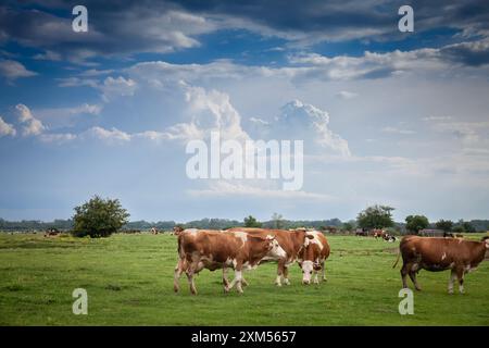 Bild einer holsteinischen Kühe, die in Zasavica in Serbien stehen. Der Holstein Friesian ist eine internationale Rasse oder Gruppe von Milchrinderrassen. IT ori Stockfoto