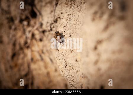 Dieses Makrofoto in Nahaufnahme nimmt eine Biene auf dem Boden auf und zeigt die komplizierten Details und Merkmale des Insekts. Das Bild hebt die Biene hervor Stockfoto