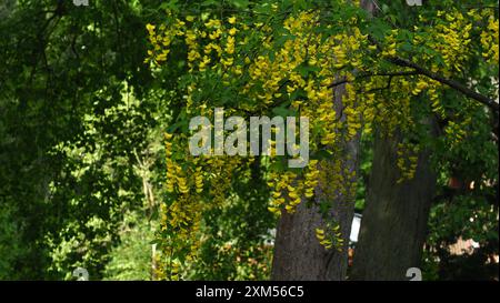 Schöne botanische Aufnahme, natürliche Tapete (goldener Kettenbaum) Stockfoto