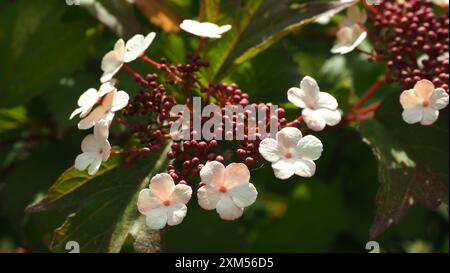 Schöne Blumen im Garten (Viburnum sargentii) Stockfoto