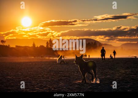 Hunde und Strandbesucher haben bei Sonnenuntergang am Strand in Byron Bay, New South Wales, Australien, eine Silhouette gezogen. Stockfoto