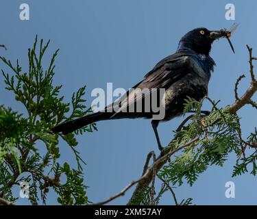 Gewöhnliches Grackle-Futter an einer Libelle, die auf einem Ast thront Stockfoto