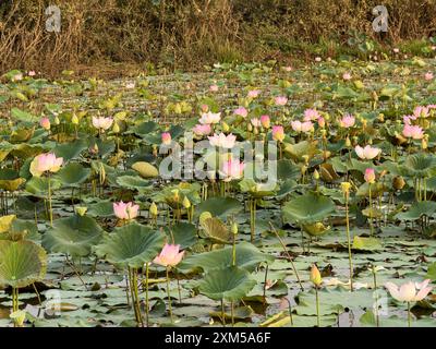 Heiliger Lotus, Nelumbo nucifera, bei Sonnenaufgang in Kampong Tralach, Kambodscha. Stockfoto