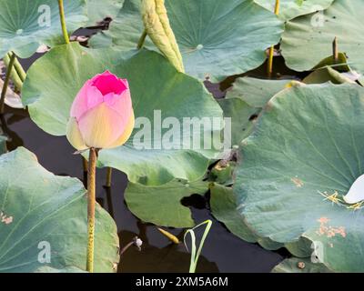 Heiliger Lotus, Nelumbo nucifera, bei Sonnenaufgang in Kampong Tralach, Kambodscha. Stockfoto