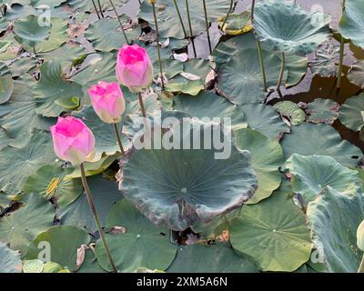 Heiliger Lotus, Nelumbo nucifera, bei Sonnenaufgang in Kampong Tralach, Kambodscha. Stockfoto