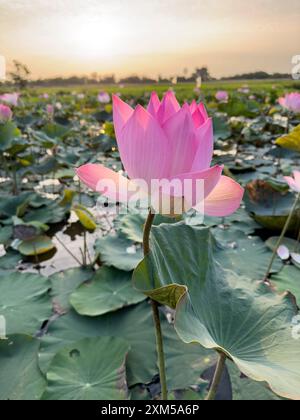 Heiliger Lotus, Nelumbo nucifera, bei Sonnenaufgang in Kampong Tralach, Kambodscha. Stockfoto