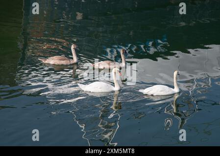 Vier stumme Schwäne, zwei Erwachsene und zwei Jungtiere schwimmen im Eyemouth Harbor an der Ostküste Schottlands (Berwickshire). Stockfoto