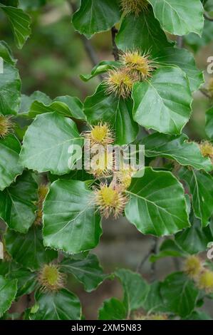 Nahaufnahme der Frucht einer europäischen Buche, Fagus sylvatica, die in Norwegen wächst. Stockfoto