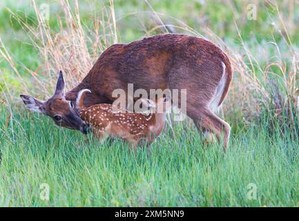 Ein Weissschwanz-Rehkitz pflegt, wie seine Mutter es sanft reinigt und pflegt. Stockfoto