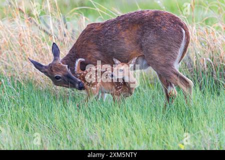 Ein blauäugiges Kitz sieht sich nach dem Stillen umher, während seine Mutter sich um es im Rocky Mountain Arsenal Wildlife Refuge in Colorado kümmert. Stockfoto