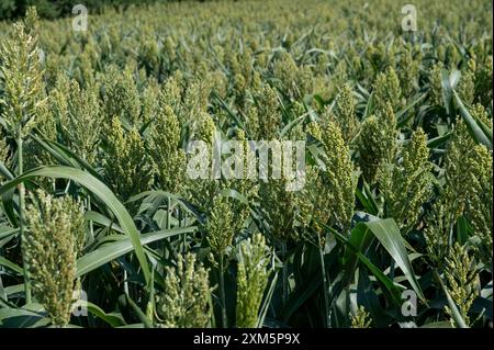 Sorghum zweifarbig. Sorghum-Ackerfeld. Die Pflanze ist auch bekannt als Hirse, Besen, Perlmutterkorn, durra, Imphee, Jowar oder milo. Stockfoto