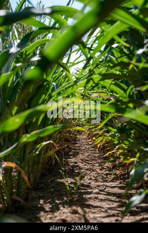 Sorghum zweifarbig. Sorghum-Ackerfeld. Die Pflanze ist auch bekannt als Hirse, Besen, Perlmutterkorn, durra, Imphee, Jowar oder milo. Stockfoto