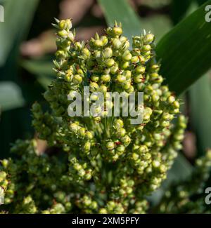 Sorghum zweifarbig. Sorghum-Ackerfeld. Die Pflanze ist auch bekannt als Hirse, Besen, Perlmutterkorn, durra, Imphee, Jowar oder milo. Stockfoto