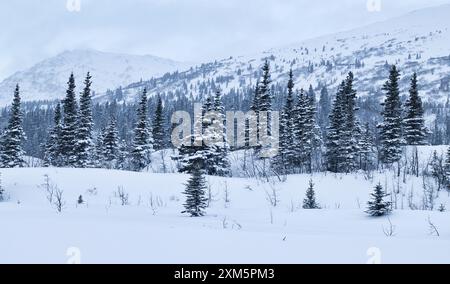 Schnee auf Bäumen mit Bergen in der Ferne an einem kalten Wintertag in der Nähe der Castner Cave in Alaska. Stockfoto