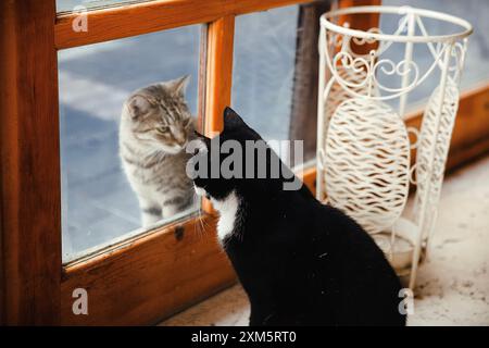 Alanya, Türkei, 17. September 2020: Lustige Szene einer schwarzen Katze, die durch eine Glastür auf eine Katze auf der Straße schaut Stockfoto