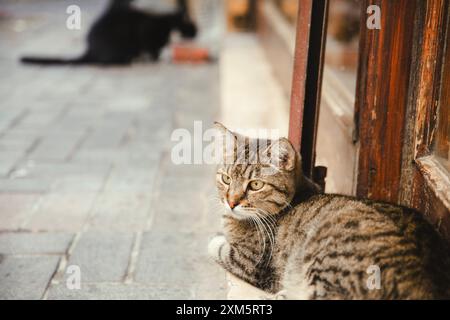 Türkische Straßenkatzen: Grau und schwarz auf der Straße, Alanya, Türkei, 17. September 2020 Stockfoto