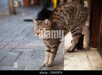 Türkische Straßenkatzen: Grau und schwarz auf der Straße, Alanya, Türkei, 17. September 2020 Stockfoto