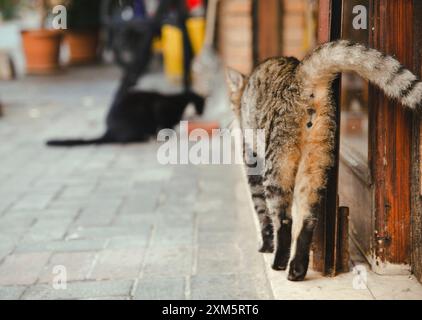 Türkische Straßenkatzen: Grau und schwarz auf der Straße, Alanya, Türkei, 17. September 2020 Stockfoto