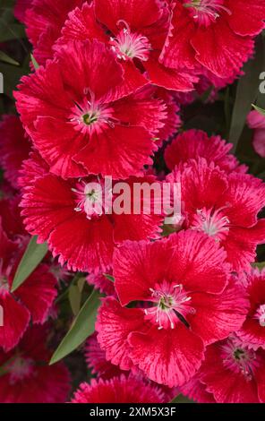 Dianthus „Summer Splash“-Mix Stockfoto