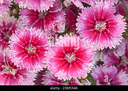 Nelke 'weiße Flamme", Dianthus Stockfoto