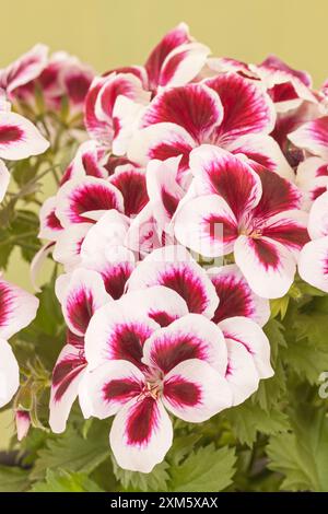 Pelargonium grandiflorum, Royal „Purple Picotee“ Stockfoto