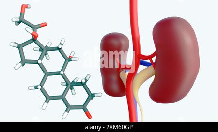 3D-Rendering von Cortisol-Steroidhormonmolekül und Niere. Stress kann Ihre Gesundheit schädigen, vor allem in Ihren Nieren. Stockfoto