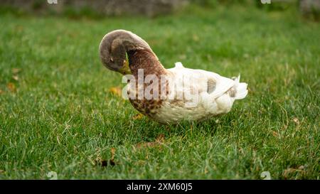 Im Herzen von Riva del Garda finden diese braunen Enten Trost und Gelassenheit und machen jeden Moment zu einem friedlichen Zufluchtsort aus der Welt Stockfoto
