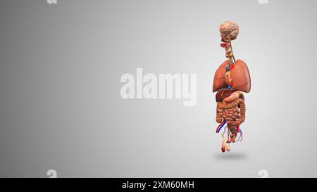 Männliche innere Organe mit Gradientenhintergrund Stockfoto