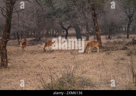 Sambarhirsche im Ranthambhore-Nationalpark in Rajasthan, Indien Stockfoto