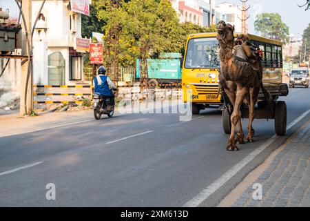 Rajasthan, Indien. 14. Februar 2024 Kamelzug auf einer Dorfstraße in Indien Stockfoto