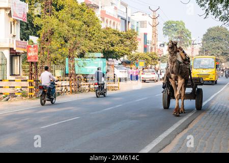 Rajasthan, Indien. 14. Februar 2024 Kamelzug auf einer Dorfstraße in Indien Stockfoto