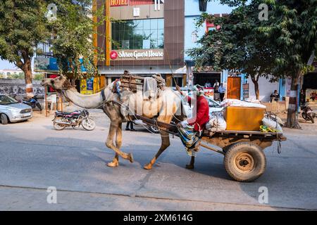 Rajasthan, Indien. 14. Februar 2024 Kamelzug auf einer Dorfstraße in Indien Stockfoto