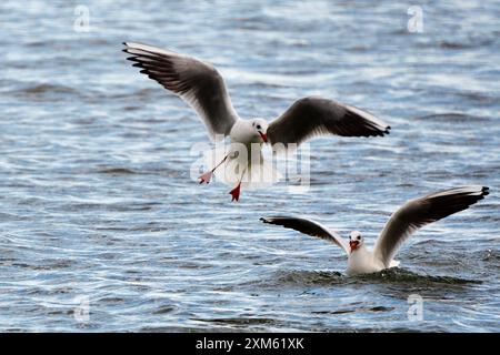Foto von zwei Möwen, von denen eine im Wasser sitzt und die andere bereit ist zu fliegen Stockfoto