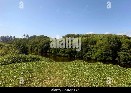 (240726) -- GAMPAHA, 26. Juli 2024 (Xinhua) -- dieses Foto zeigt einen Blick auf die Mangroven und Feuchtgebiete von Muthurajawela in Gampaha, Sri Lanka, am 25. Juli 2024. Der Welttag der Mangroven wird am 26. Juli gefeiert. Muthurajawela Mangroves and Feuchtgebiete, 19 Kilometer nördlich von Colombo gelegen, wurden als eines der wichtigsten Feuchtgebiete identifiziert, die zur Hochwasserbekämpfung beitragen. Dieses Mangrovenökosystem kann auf nachhaltige Weise genutzt werden, um dem Land den wirtschaftlichen und ökologischen Nutzen zu verschaffen. Es ist jedoch nach wie vor ein äußerst gefährdetes Ökosystem und bedarf rascher und starker Interventionen für die Zusammenarbeit Stockfoto