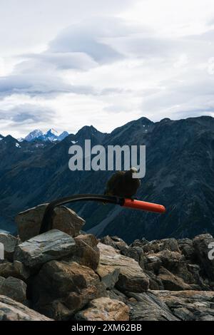 Majestätisches Kea in den südlichen Alpen Stockfoto