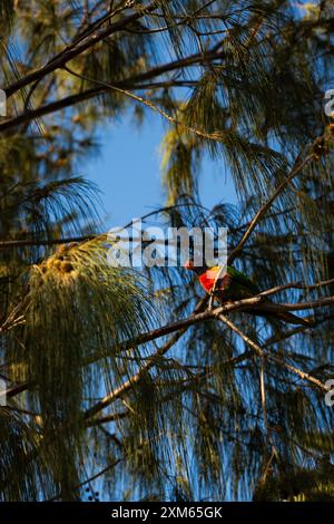 Roter geflügelter Papagei hängt in Bäumen herum Stockfoto