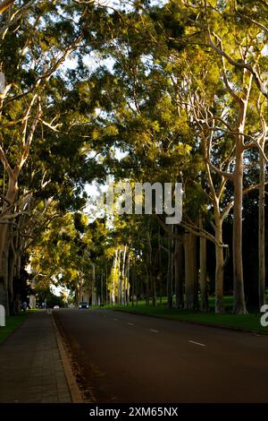 Fußweg durch den Königspark zur goldenen Stunde Stockfoto