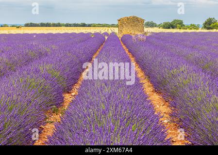 Ende Juni blüht der Lavendel und die Landschaft färbt sich blau-violett auf dem Plateau de Valensole, einer natürlichen Region in der Alpes-de Stockfoto
