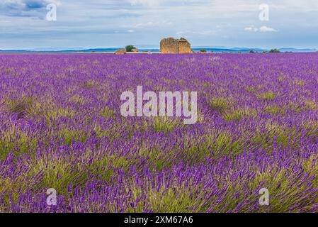 Ende Juni blüht der Lavendel und die Landschaft färbt sich blau-violett auf dem Plateau de Valensole, einer natürlichen Region in der Alpes-de Stockfoto