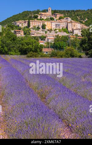 Ende Juni blüht der Lavendel und die Landschaft wird blau-violett in Banon, einem mittelalterlichen Dorf umgeben von den Überresten des Defensivs Stockfoto