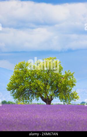 Ende Juni blüht ein großer Baum inmitten eines Lavendelfeldes auf dem Plateau de Valensole, einer natürlichen Region in der Alpes-de-Haut Stockfoto